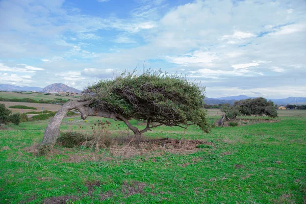 世俗的なオークは サルデーニャ東海岸のパノラマの道で吹く強い神秘的な風のおかげで特定の位置にかかります — ストック写真