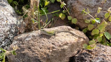 Alan kertenkelesi -Podarcis siculus Rafinesque- Lacertida ailesinin bir sürüngenidir.
