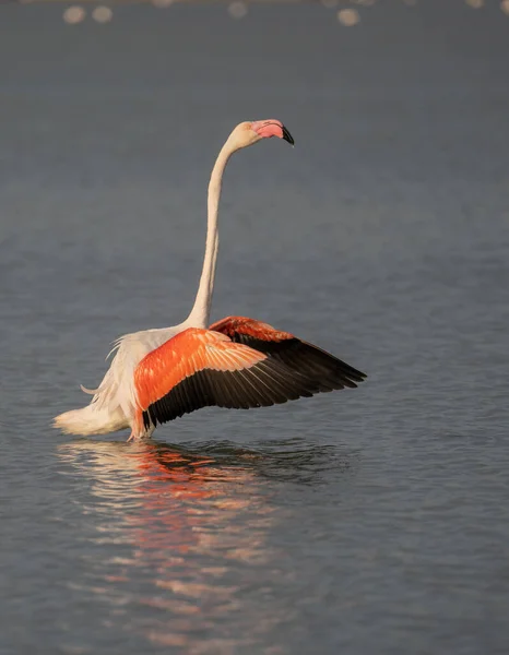 Close Volwassen Roze Flamingo Zijn Natuurlijke Omgeving Molentargius Cagliari Zuid — Stockfoto