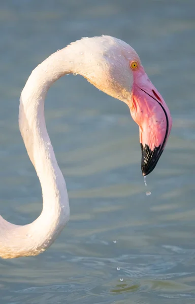 Közel Felnőtt Rózsaszín Flamingó Természetes Környezetben Molentargius Cagliari Dél Szardínia — Stock Fotó