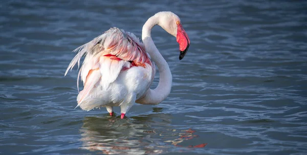 Закрыть Взрослый Розовый Фламинго Своей Природной Среде Molentargius Кальяри Сардини — стоковое фото