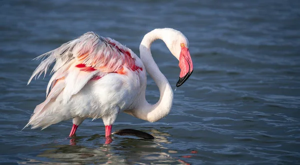 Close Volwassen Roze Flamingo Zijn Natuurlijke Omgeving Molentargius Cagliari Zuid — Stockfoto