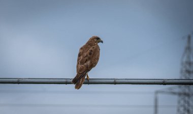 Kestrel ya da Falco tinnunculus bir dala tünemiş,