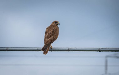 Kestrel ya da Falco tinnunculus bir dala tünemiş,