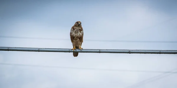 Kestrel Lub Falco Tinnunculus Usiadł Gałęzi Czekając — Zdjęcie stockowe
