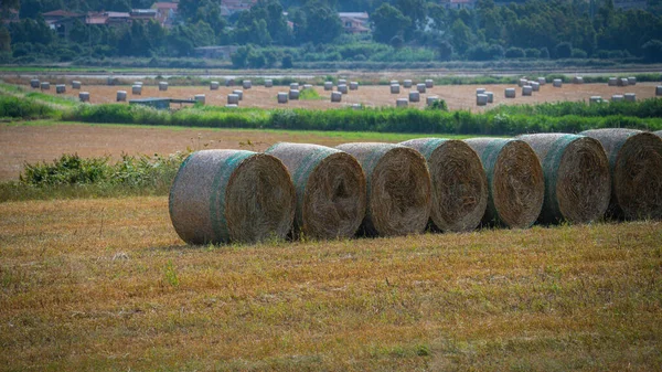 Lorry Loaded Bales Straw Drives Wheat Stubble Wheat Harvesting Bales — Fotografia de Stock