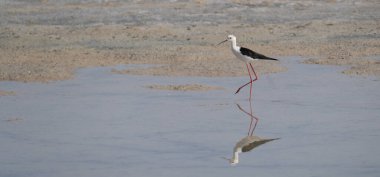 Güney Sardunya 'daki Porto Pino gölünün kıyısında duran kuşlar, sıcak ve nemli iklim alanının kara kanatlı kuşları.