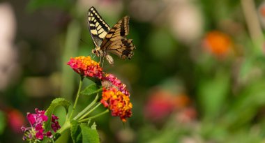 Hyssop çiçeklerinin nektarıyla beslenen Doğu Kaplanı Kırlangıç Kelebeği 'nin yakın çekimi. (Papilio glaucus
