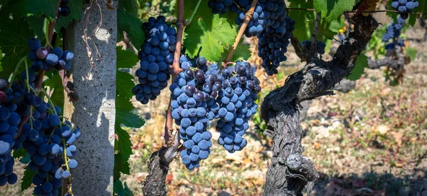 カヌーとカリニャーノの勝利のための収穫の準備ができている熟したブドウ — ストック写真