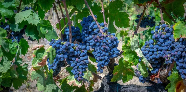 Ripe Grapes Ready Harvest Production Cannonau Carignano Win — Stock Photo, Image