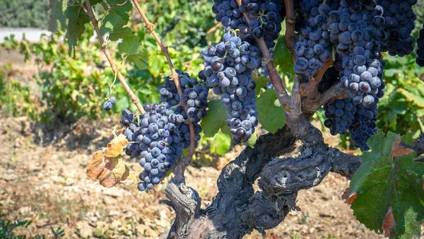 成熟的葡萄 准备收获 以生产卡诺瑙和卡里尼亚诺胜利 — 图库照片