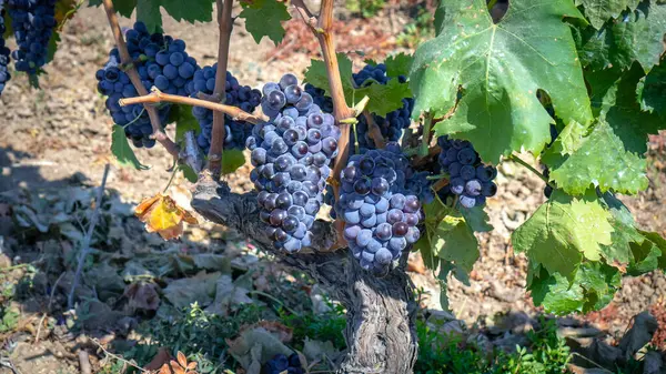Rijp Druiven Klaar Voor Oogst Voor Productie Van Cannonau Carignano — Stockfoto