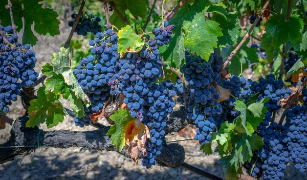 カヌーとカリニャーノの勝利のための収穫の準備ができている熟したブドウ — ストック写真