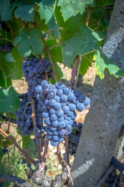 成熟的葡萄 准备收获 以生产卡诺瑙和卡里尼亚诺胜利 — 图库照片