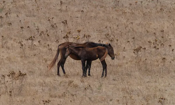 Cavalo Raça Anglo Árabe Sarda Pastando Área Medio Campidano Centro — Fotografia de Stock