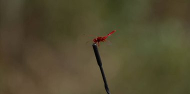 Sabahın köründe bir telin üzerinde yusufçuk. Çekime yakın çekim.