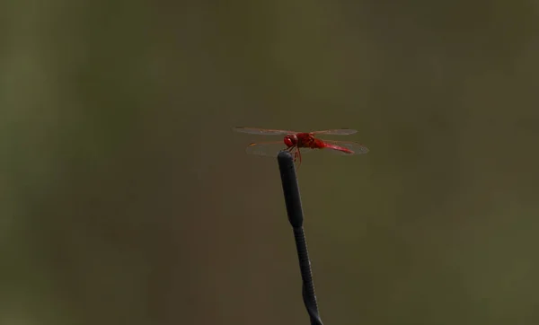 Libelle Auf Einem Draht Morgenlicht Nahaufnahme Von Phot — Stockfoto