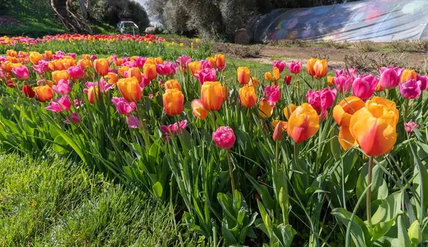garden of colored tulips in turri in southern sardini