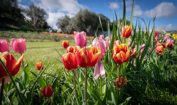 garden of colored tulips in turri in southern sardini