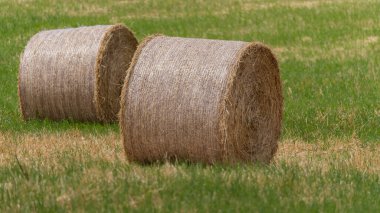 Yeşil çimlerde ve mavi gökyüzünde toplanmaya hazır yuvarlak balyalar