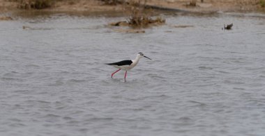 Güney Sardunya 'daki Porto Pino gölünün kıyısında duran siyah kanatlı kuşlar.