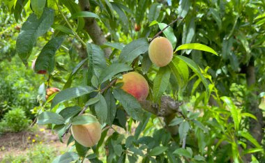 Ön planda olgunlaşmış şeftaliler toplanmaya hazır.
