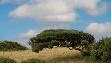Nuraghe - Güney Sardunya 'da Gonnesa' da Nuraghe kompleksi