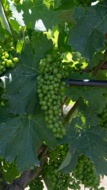 vineyards of Carignano and vermentino wine, Santadi, south Sardinia clipart
