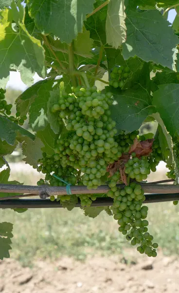 stock image vineyards of Carignano and vermentino wine, Santadi, south Sardinia