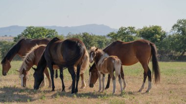 Genç, kahverengi ve beyaz Anglo-Sardunya Tayları ot yer ve oynarlar.