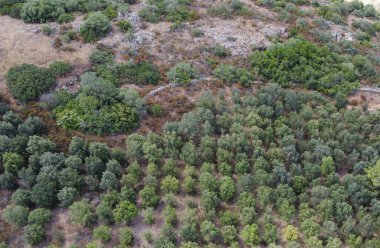 Akdeniz hava manzaralı yaz bitkileri