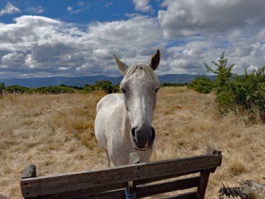 Sardunya 'nın merkezindeki bir çitin arkasında ön planda beyaz at var.