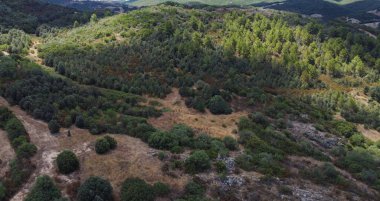 Akdeniz hava manzaralı yaz bitkileri