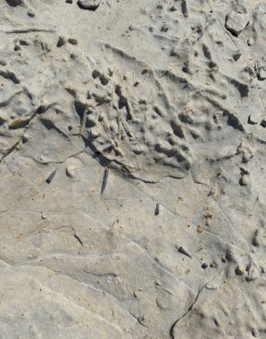 Ponta do Trovao 'da fosiller var. Portekiz' in güzel şehri Peniche.
