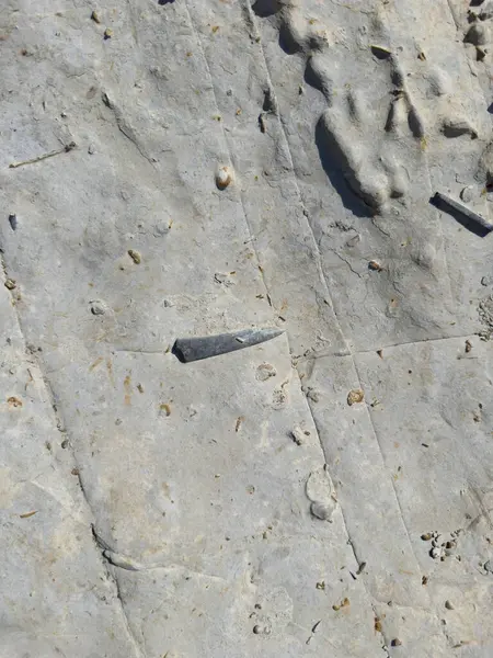 stock image Belemnites fossils in Ponta do Trovao, geological site beautiful city of Peniche in Portugal