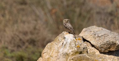 Küçük baykuş Athene noctua, İtalyan gece kuşlarının en yaygını.