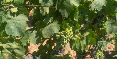 Bovale üzümleri hasat öncesi olgunlaşır.