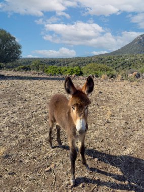 Sardunya 'nın merkezindeki Nuoro kırsalında otlayan genç eşekler.