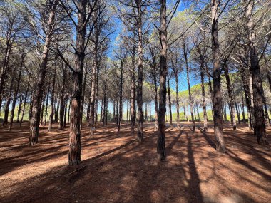 Güney Sardunya 'da sahile bakan deniz çam ormanı.