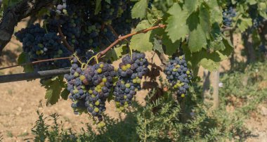 Carignano cannonau ve vermentino üzümleri hasat için hazır.