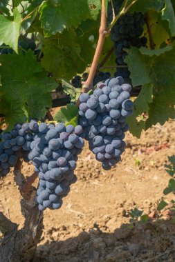 Carignano cannonau ve vermentino üzümleri hasat için hazır.