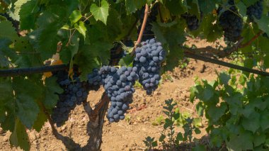 Carignano cannonau ve vermentino üzümleri hasat için hazır.