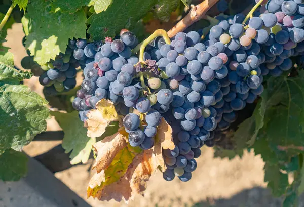 stock image carignano cannonau and vermentino grapes ready for harvest