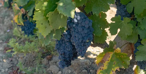 stock image carignano cannonau and vermentino grapes ready for harvest