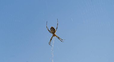 Argiope bruennichi Ağına takılmış bir sineği yiyen güzel bir eşekarısı örümceği