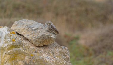 Küçük baykuş Athene noctua, İtalyan gece kuşlarının en yaygını.