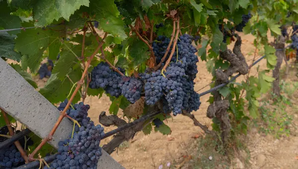 stock image carignano cannonau and vermentino grapes ready for harvest