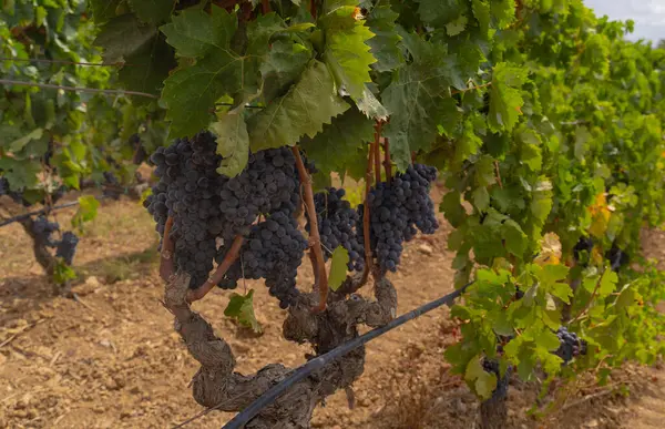 stock image carignano cannonau and vermentino grapes ready for harvest