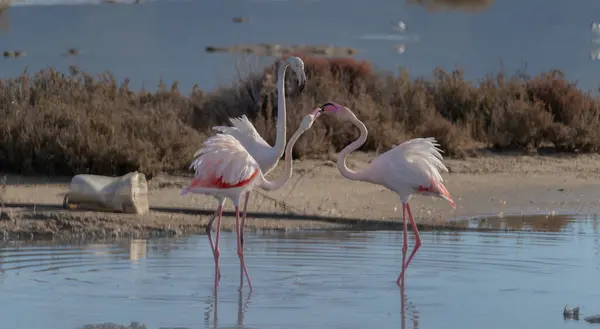 stock image flock of flamingos in their natural ecosystem,Phoenicopteru