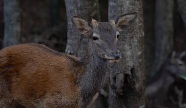 Sardunya geyiği, genç bir Sardunya geyiğine yakın plan, Montevecchio arbus.